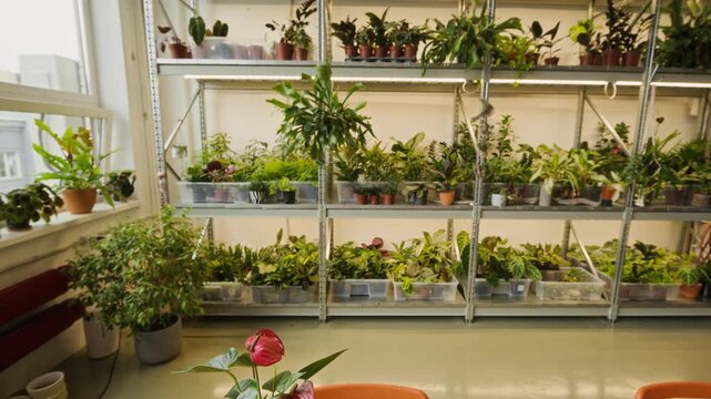 Red Anthurium plant sitting on wooden table with camera slowly moving backward to reveal indoor plant nursery. Footage is perfect for gardening businesses, florist shops, or environmental marketing