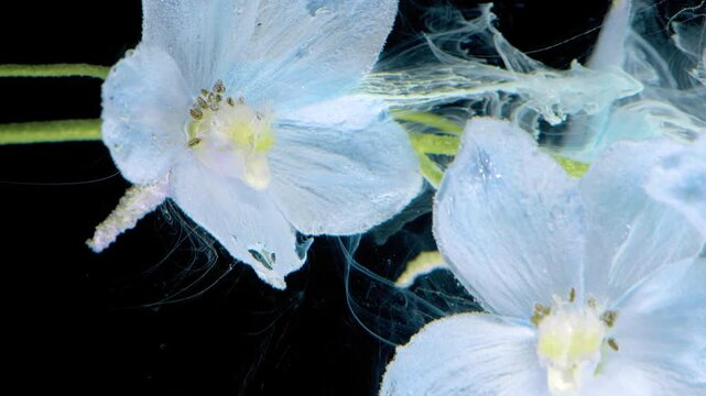 Extreme close view of two pale blue-white blossoms with yellow centers, pollen and moisture suspended against deep black negative space, creating elegant contrast, soft glow and natural detail