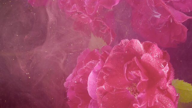 Two pink rose blossoms with dense water droplets rest against blurred floral forms and magenta haze, showing velvet petals, soft light, fresh garden color and refined botanical detail