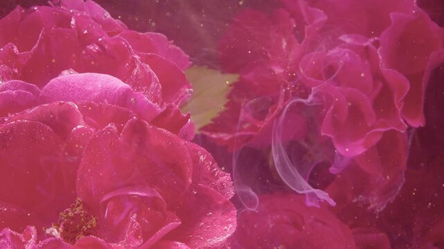 Layered pink rose petals fill close view while drifting mist passes between blossoms, dew glistens on velvety surfaces, and tiny golden particles glow through soft floral depth, with rose, petal