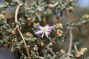 Macro close-up of a blooming Jupiter's Beard (Drosanthemum hispidum) with a purple flower among succulent foliage and soft natural bokeh. © fabrizio