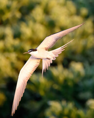 A bridled tern (Onychoprion anaethetus) flying over Lady Elliot Island, the southern most island in the Great Barrier Reef of the coast of Australia. © Kirk Hewlett
