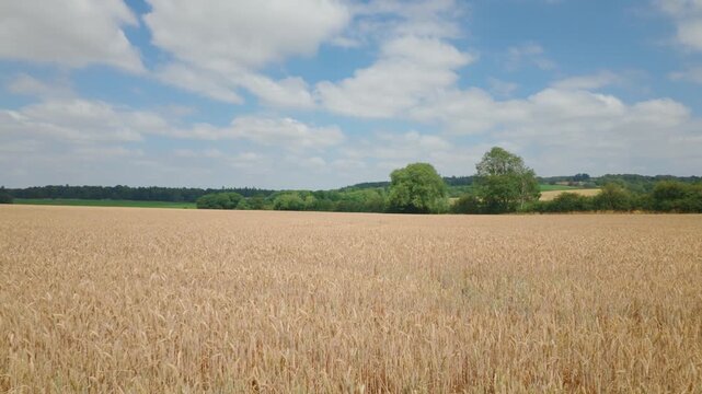 Field of dry wheat with the camera panning from right to left during a warm Summer day