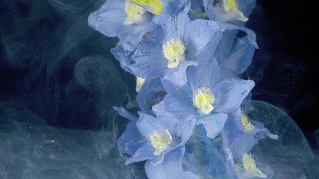 Vertical macro view of blue delphinium cluster on right side, softly revealed through swirling translucent mist against dark background, with delicate petals, cool tones, subtle texture, and