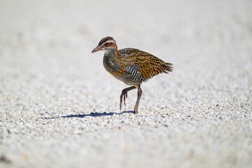 A buff-banded rail (Gallirallus philippensis) walking on the coral beach on Lady Elliot Island in the Great Barrier Reef, Australia. © Kirk Hewlett
