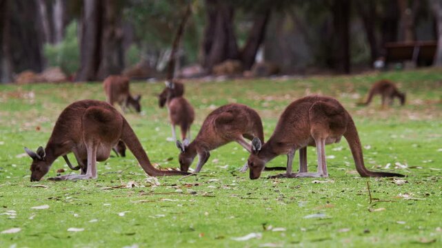 Kangaroos are seen feeding on grass and leaves in a park with trees around
