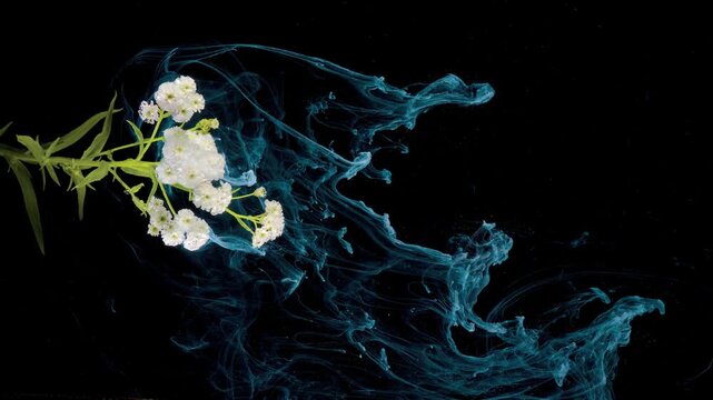 White spirea flower cluster on green stem stands against deep black background while turquoise ink-like plumes flow outward in soft graceful movement, building striking contrast, delicate botanical