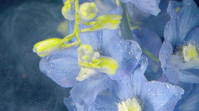 Pale blue delphinium blossoms underwater with rising bubbles, delicate veined petals and yellow-green centers, framed by dark soft background, luminous highlights and gentle flowing motion