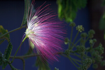 profil d une fleur d 'Albizia © helenedevun