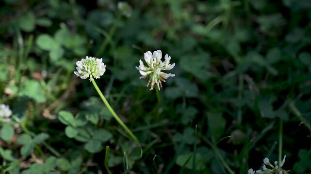 White clover plant growing in summer grass.