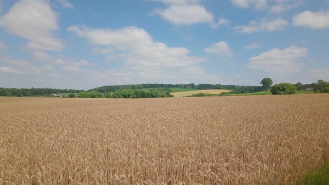 A stationary view of a field of ripe wheat cereal crop plant, waving in the wind on a Summer day