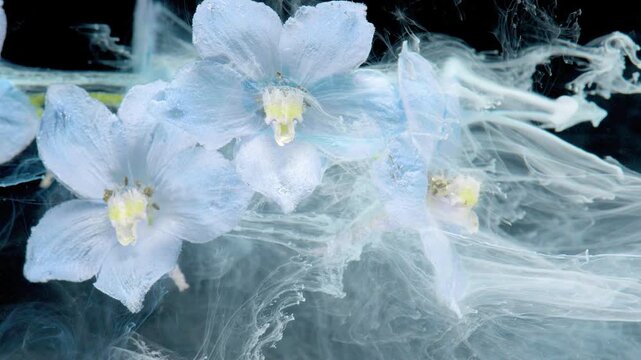 Three pale blue blossoms submerged in clear liquid with white ink-like plumes and fibrous tendrils extending across frame; plumes form curling swirls that intermingle with translucent veined petals