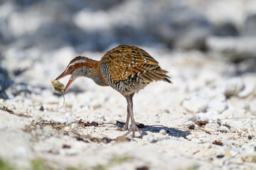 A buff-banded rail (Gallirallus philippensis) with a rock and twig in its beak on the coral beach on Lady Elliot Island in the Great Barrier Reef, Australia. © Kirk Hewlett