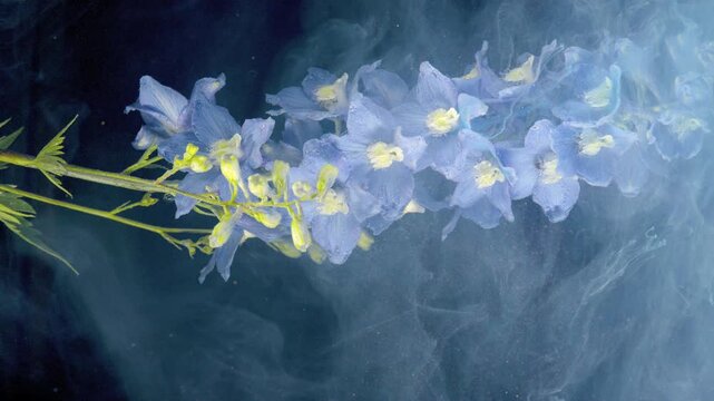 Close-up view of horizontal blue delphinium cluster emerging as mist thins, showing pale petals, yellow centers, fresh buds, soft droplets, and luminous contrast against dark teal background