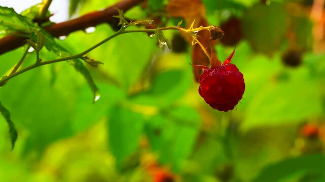 ripe raspberry hangs from slender stem, its deep‑red drupelets glistening. surrounding green leaves and blurred foliage create fresh, natural backdrop