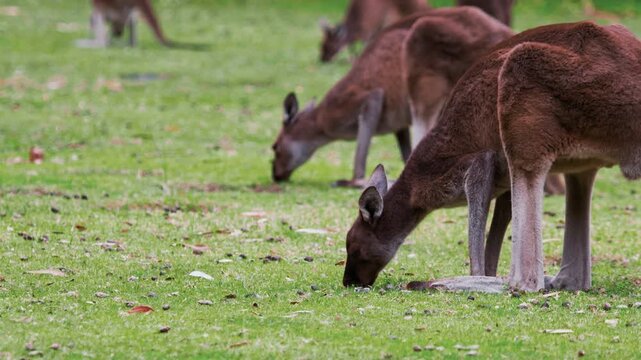 Close up of a group of kangaroos is eating grass in an open area during daylight. They are focused on getting food from the ground.