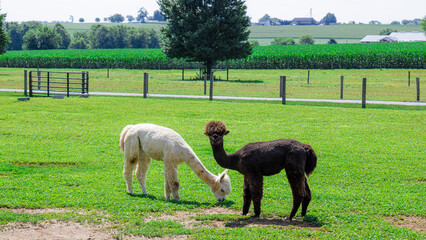 Fototapeta premium alpacas in a field