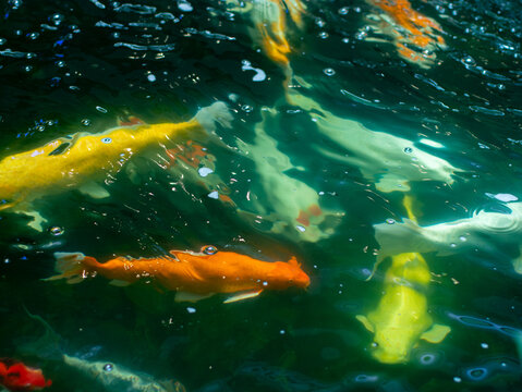 Colorful koi fish swimming in clear green pond water viewed from above golden orange yellow vibrant ornamental fish