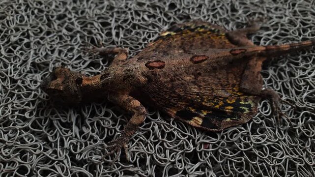 Close-up of a flying lizard (Draco sp.) displaying its colorful patagium while resting on a textured surface. Unique gliding reptile native to Southeast Asia and tropical forests.