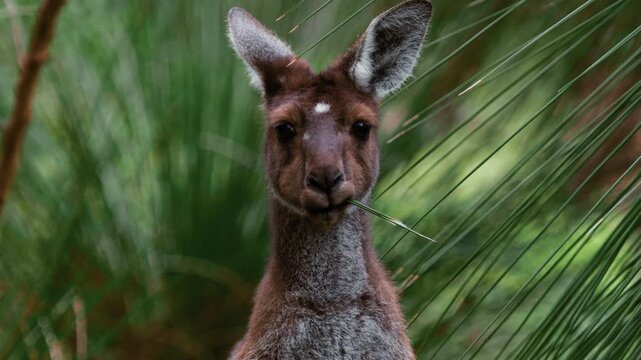 Portrait of a juvenile kangaroo staring into a camera and chewing on some grass surrounded by green plants in its habitat during the day.