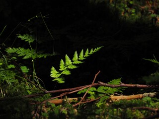 Beautiful fern in the forest © Tomas_Martinek