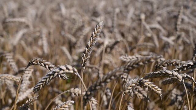Wheat field in summer. Yellow ripening ears of wheat ready for harvest. Cereals.