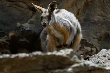A yellow-footed rock-wallaby (Petrogale xanthopus) in Flinders Ranges, South Australia. © Kirk Hewlett