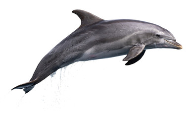 Dolphin leaping out of water with transparent isolated on png transparent background © PNG Studio 99