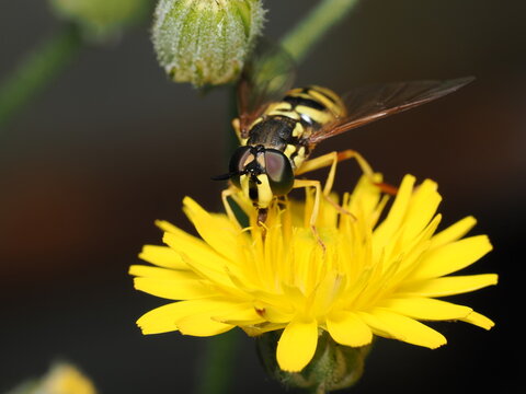 Mosca cern&iacute;calo (Syrphidae) con un asombroso mimetismo de avispa sobre una flor amarilla. Destacan sus grandes ojos oscuros, sus antenas negras orientadas al frente y su abdomen rayado.