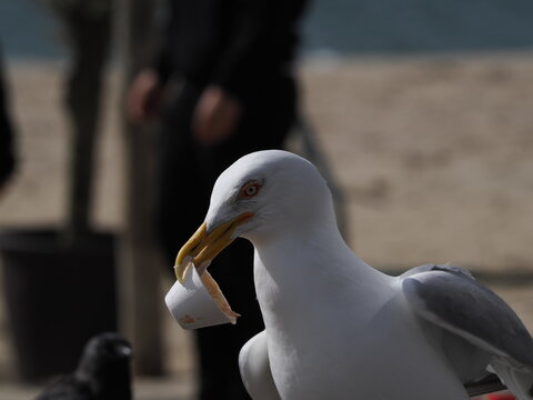 Gaviota de plumaje blanco en cabeza y pecho, manto gris claro, pico robusto y amarillo con una mancha roja en la punta, y ojos claros con un fino anillo orbital rojizo.