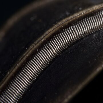 Extreme macro of stridulatory file on katydid wing for sound production