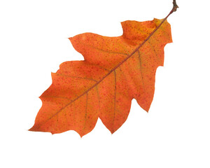 Fototapeta premium Orange autumn leaf of Northern Red Oak isolated on a white background.