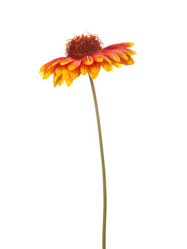 Vividly colored with red, orange and yellow Gaillardia flower isolated on a white background. Gaillardia pulchella