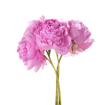 Lush light pink Peonies isolated on a white background.