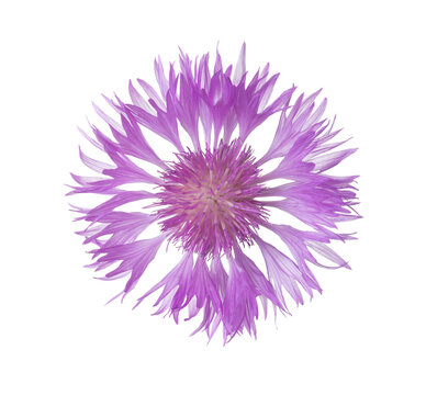 Close-up of fresh light lilac Persian cornflower flower isolated on white background.