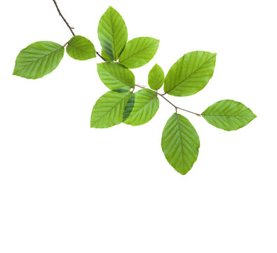  Beech branch with fresh green leaves isolated on white background.