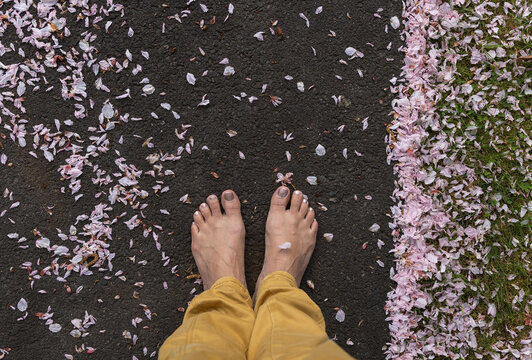 Cherry blossom petals feet on the ground.