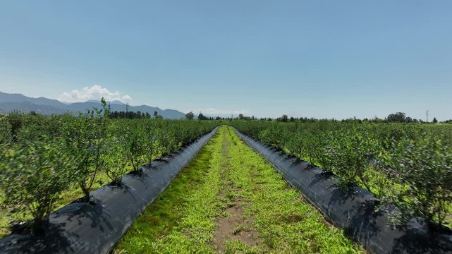 aerial drone shot overlooking a massive agricultural plantation of organic blueberries. The video highlights the modern farming technique, showcasing long, systematic rows of young green bushes
