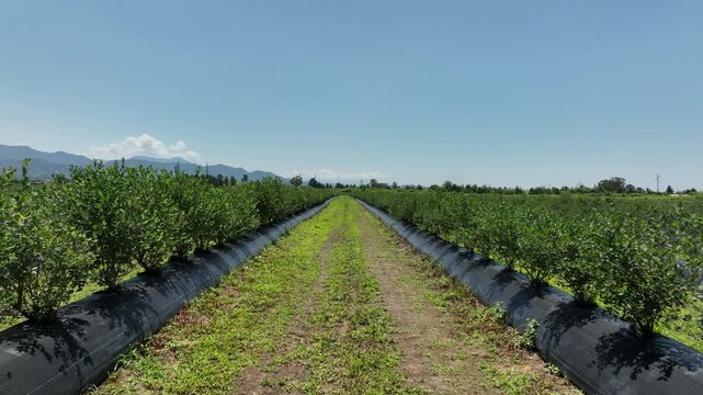 aerial drone shot overlooking a massive agricultural plantation of organic blueberries. The video highlights the modern farming technique, showcasing long, systematic rows of young green bushes