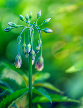 New Flower Buds Form on Sicilian Garlic plant in a Garden