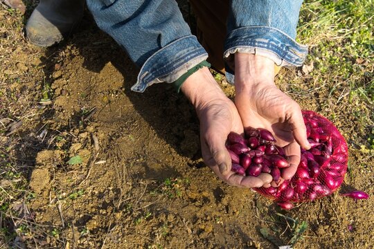 Planting red onions