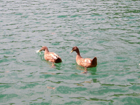 Un grupo de patos marrones y blancos nada pac&iacute;ficamente en las tranquilas aguas de un lago rodeado de un denso bosque verde.