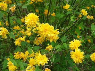 Obraz premium yellow dandelions in the grass