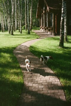Two Playful Dogs Explore a Winding Path in a Tranquil Forest