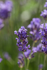 Fototapeta premium Beautiful lavender in the garden in summer