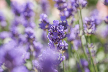 Obraz premium Beautiful lavender in the garden in summer