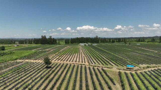 aerial drone shot overlooking a massive agricultural plantation of organic blueberries. The video highlights the modern farming technique, showcasing long, systematic rows of young green bushes