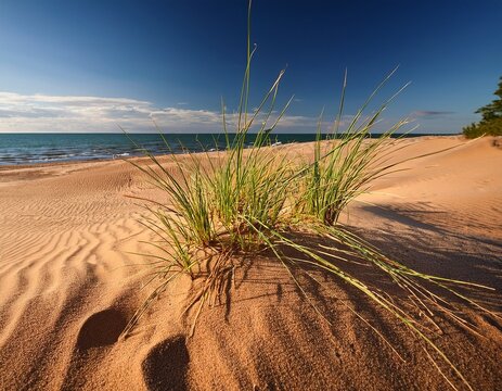 dune plant growing in sand on lake michigan beach