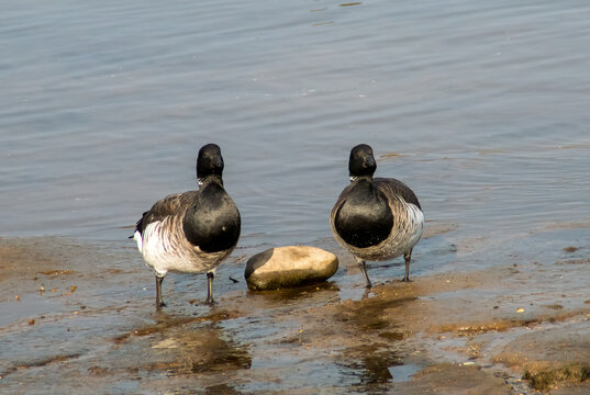 La barnacla carinegra (Branta bernicla) en el Parque Marino de Nueva York, EE. UU. Dos ejemplares mirando a la c&aacute;mara entre las marismas durante la marea baja en Brooklyn, al sur de Long Island.
