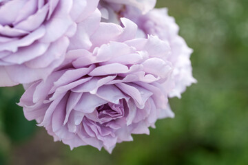 Obraz premium Varietal roses in the summer garden 